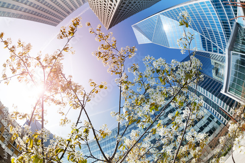 Canvas Print Skyscrapers viewed through blossomed tree branches, France