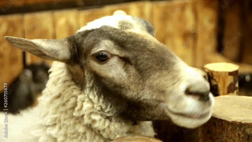 Black-beige sheep looking to camera Black-beige sheep looking to camera