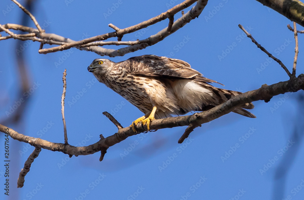 Goshawk Goshawk