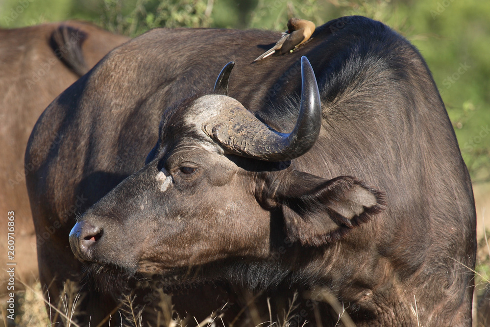 Kaffernbüffel / Buffalo / Syncerus caffer Kaffernbüffel / Buffalo / Syncerus caffer