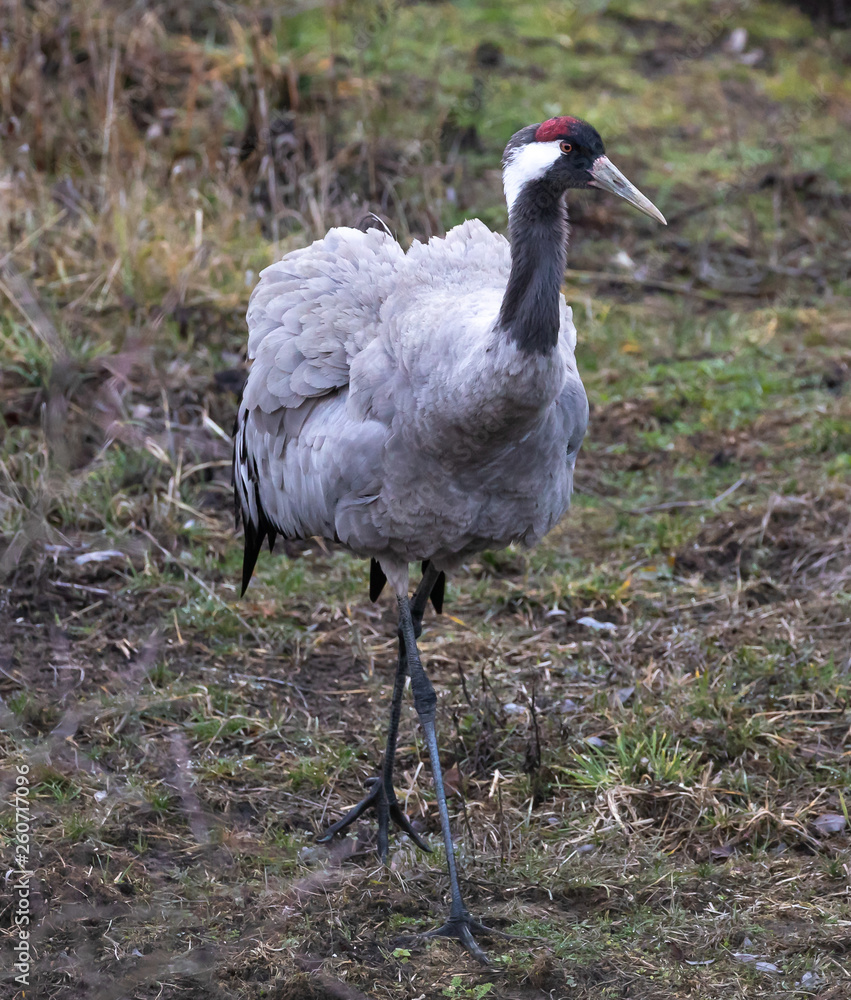 Fototapeta premium Common Crane