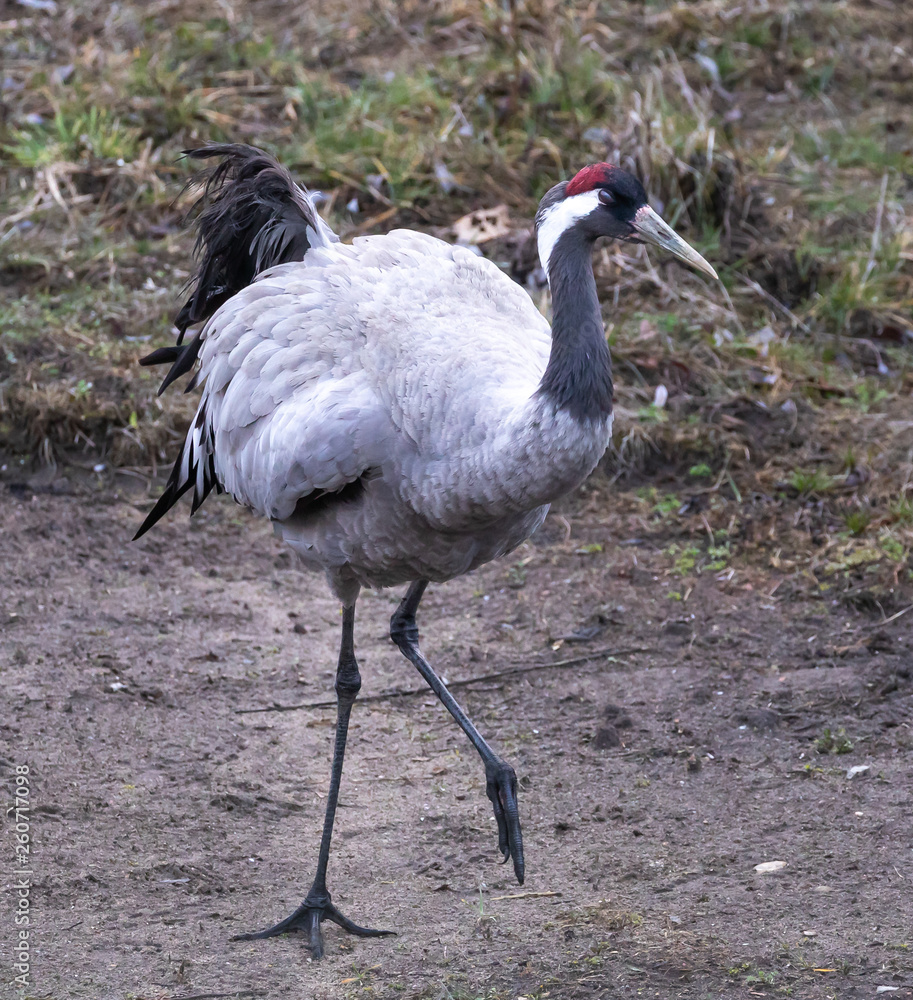 Naklejka premium Common Crane