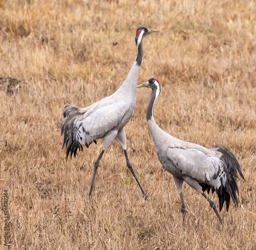 Pair of Cranes in mating behaviour