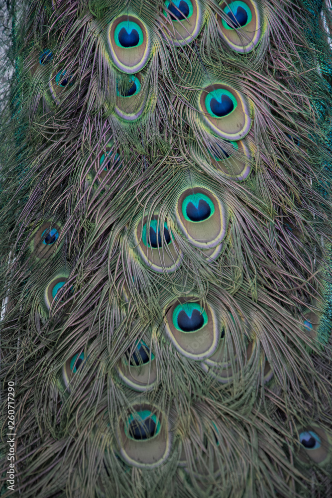 Fototapeta premium Macro de plumas del pavo real común