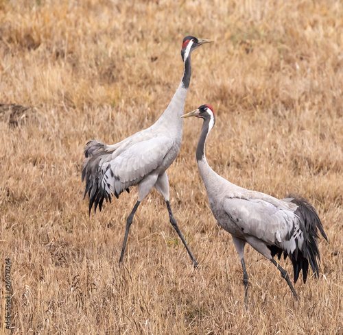 Pair of Cranes in mating behaviour © David