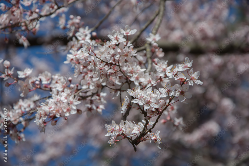 árbol en flor alumbrado la primavera árbol en flor alumbrado la primavera