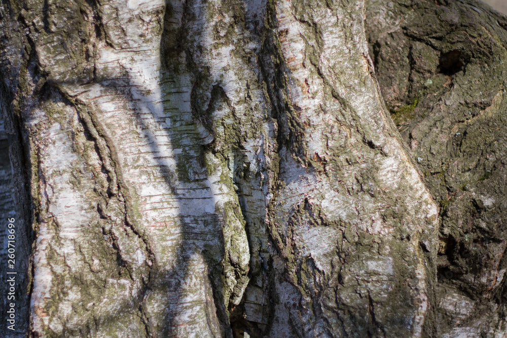 large textured old birch tree trunk illuminated by the sun with white and black stripes large textured old birch tree trunk illuminated by the sun with white and black stripes