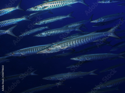 Fotografie Great barracuda (Sphyraena barracuda). Taking in Red Sea, Egypt.