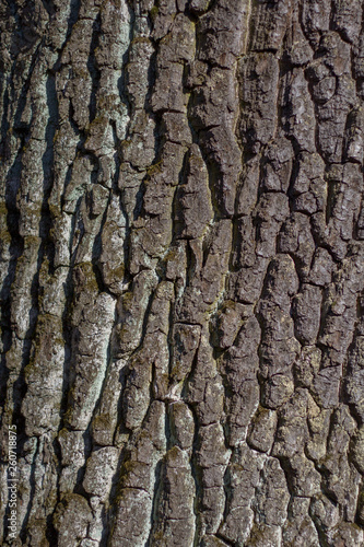 texture of tree bark close up