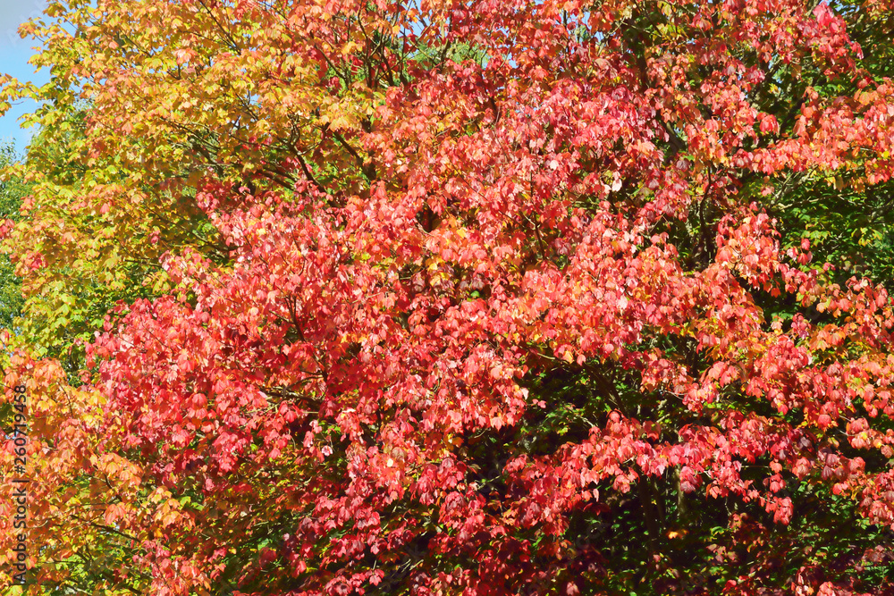 Woodland and Trees. Woodland and Trees.