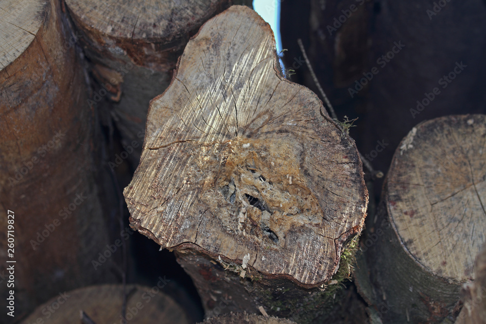 Fototapeta premium Baum-Querschnitt