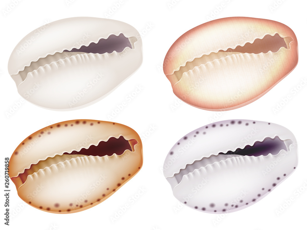Set of seashells. Vector illustration. Set of seashells. Vector illustration.