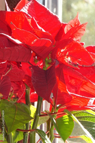 aurafotografie weihnachtsstern