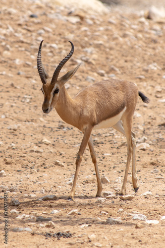 A Springbok antelope or gazelle (Antidorcas marsupialis) walks in the desert sand.