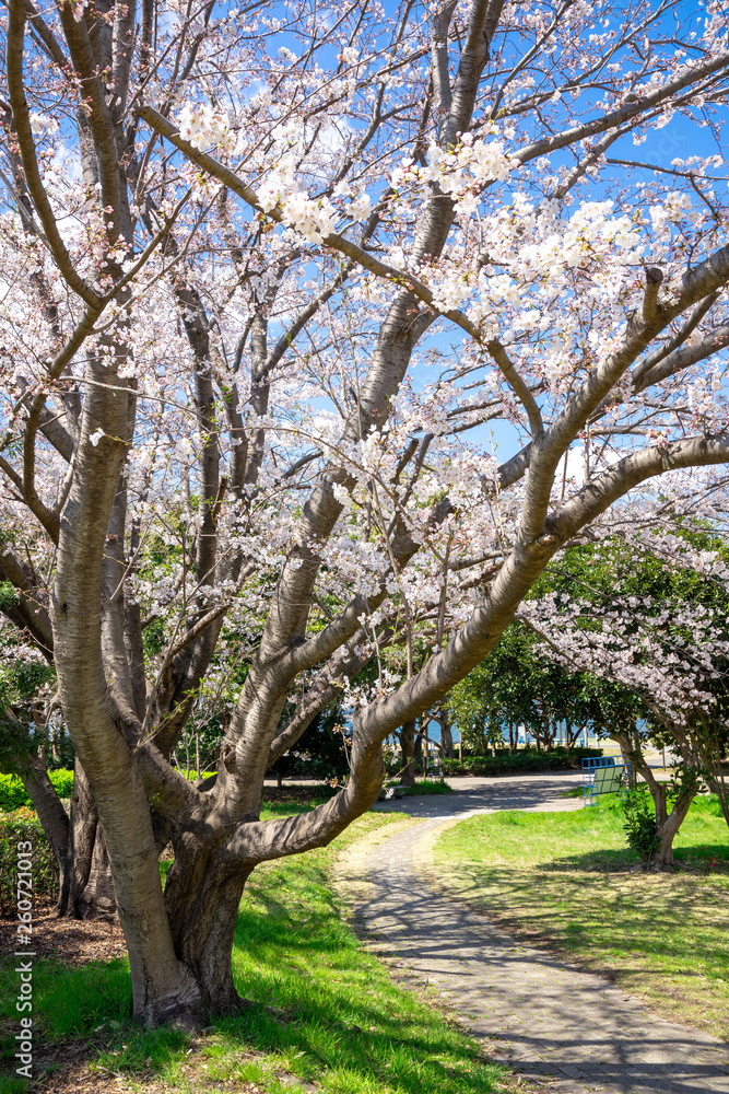 満開の桜