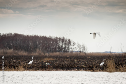 Gray and white birds of a heron in the wild after a fire on the river.Dnieper River Delta. National park. 