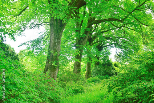 Fototapeta Naklejka Na Ścianę i Meble -  Woodland and garden.