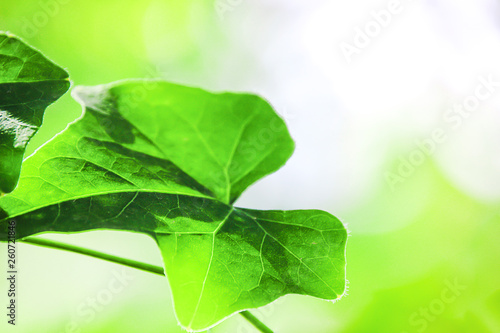 Close-up view of natural leaves Green on a blurred green background in the garden with a copy area used as a natural plant background..