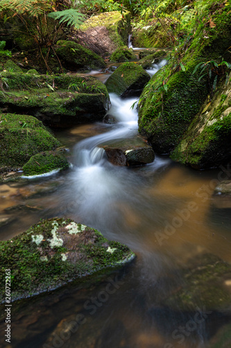 Mountain creek meandering through mossy rocks and ferns