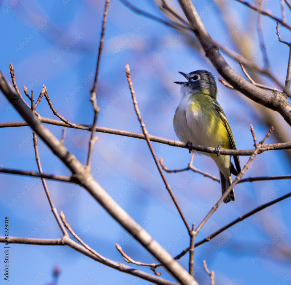 Obraz premium Blue-headed Vireo
