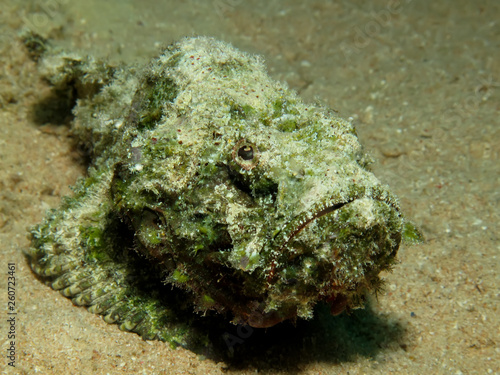 Devil Scorpion fish (Scorpaenopsis Diabola) photo