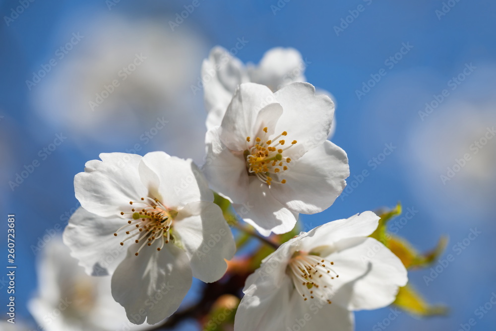 Cherry branch blossom and blue sky ,Shikoku,Japan Cherry branch blossom and blue sky ,Shikoku,Japan