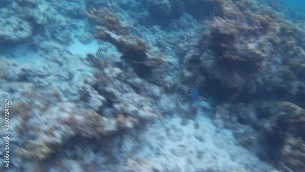 Poisson exotiques fond marin Guadeloupe France