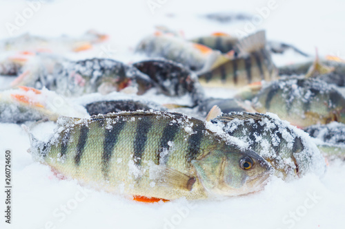 Fototapeta Naklejka Na Ścianę i Meble -  fish on winter fishing