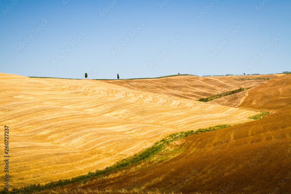 hills and wheat