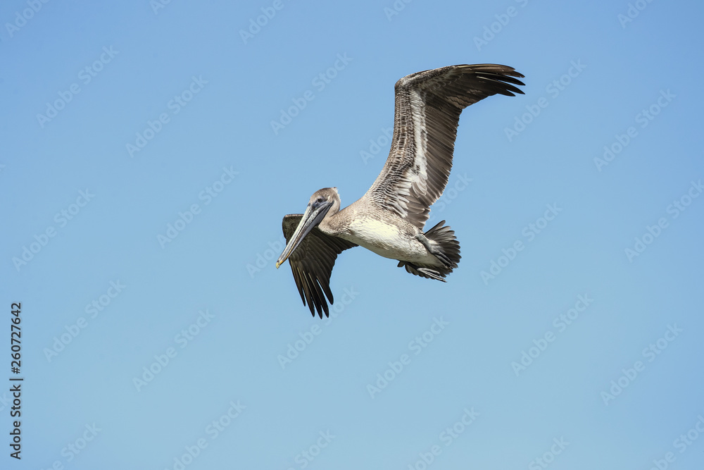 Brown pelican (Pelecanus occidentalis) is a North American bird of the pelican family. It is found on the Atlantic Coast from Nova Scotia to the mouth of the Amazon River Brown pelican (Pelecanus occidentalis) is a North American bird of the pelican family. It is found on the Atlantic Coast from Nova Scotia to the mouth of the Amazon River