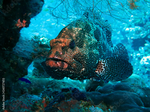 Marble Grouper (Epinephelus microdon). Taking in Red Sea, Egypt. photo