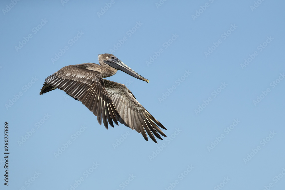 Obraz premium Brown pelican (Pelecanus occidentalis) is a North American bird of the pelican family. It is found on the Atlantic Coast from Nova Scotia to the mouth of the Amazon River