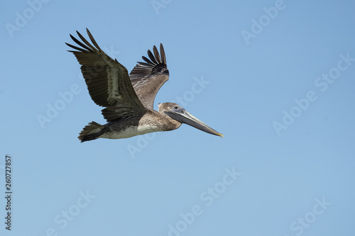 Brown pelican (Pelecanus occidentalis) is a North American bird of the pelican family. It is found on the Atlantic Coast from Nova Scotia to the mouth of the Amazon River © Milan