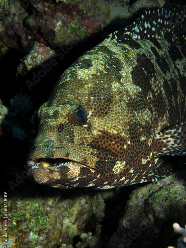 Marble Grouper (Epinephelus microdon). Taking in Red Sea, Egypt. photo