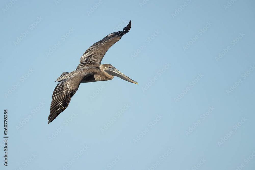 Obraz premium Brown pelican (Pelecanus occidentalis) is a North American bird of the pelican family. It is found on the Atlantic Coast from Nova Scotia to the mouth of the Amazon River