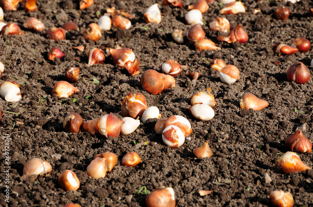 Blumenzwiebel Blumenzwiebel