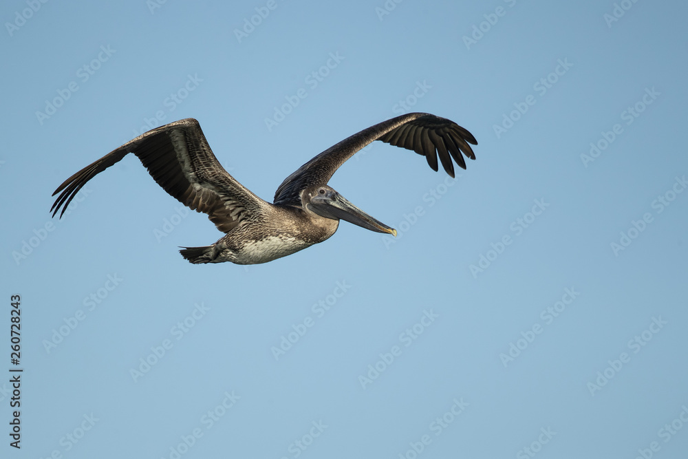 Brown pelican (Pelecanus occidentalis) is a North American bird of the pelican family. It is found on the Atlantic Coast from Nova Scotia to the mouth of the Amazon River Brown pelican (Pelecanus occidentalis) is a North American bird of the pelican family. It is found on the Atlantic Coast from Nova Scotia to the mouth of the Amazon River