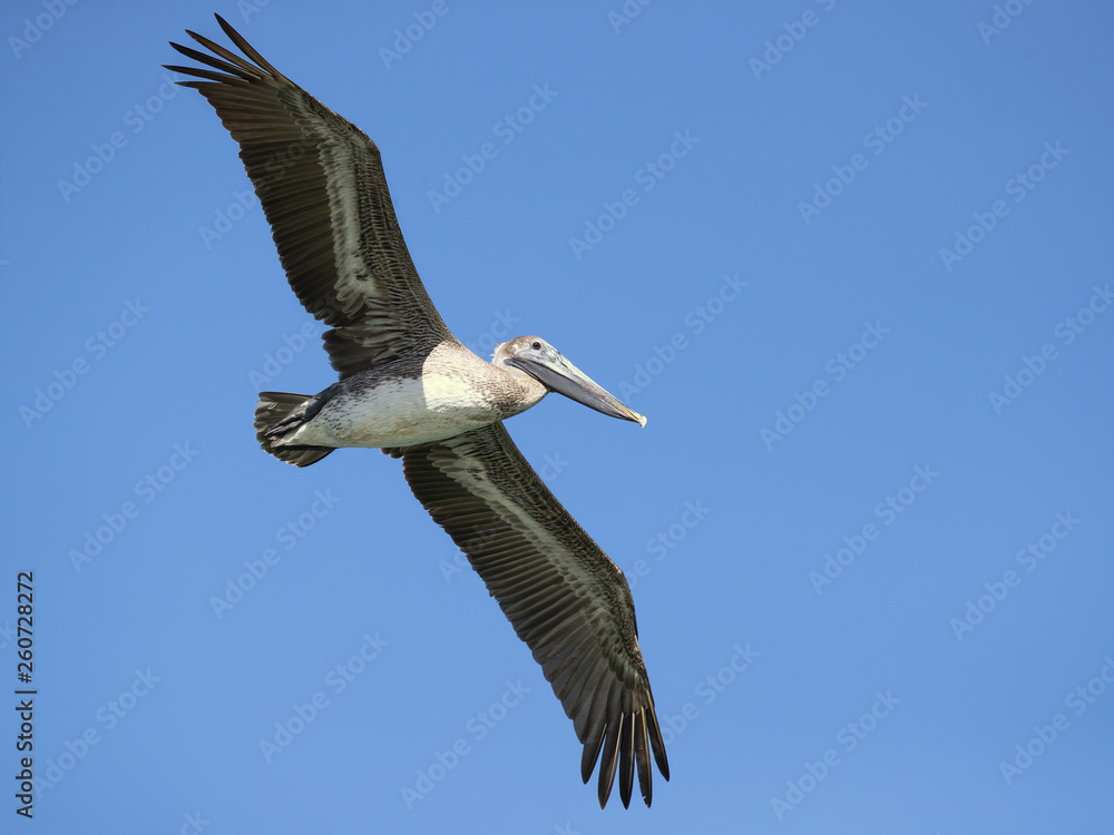 Obraz premium Brown pelican (Pelecanus occidentalis) is a North American bird of the pelican family. It is found on the Atlantic Coast from Nova Scotia to the mouth of the Amazon River
