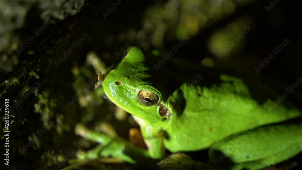 European tree frog close-up on mossy ground at night European tree frog close-up on mossy ground at night