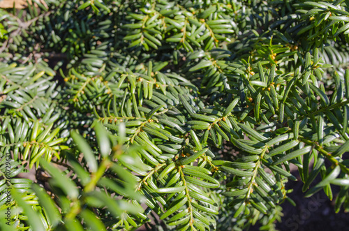 Coniferous foliage close-up.