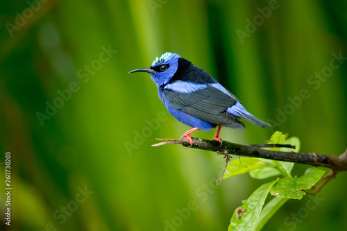 Fototapeta Red-legged honeycreeper (Cyanerpes cyaneus) is a small songbird species in the tanager family (Thraupidae)