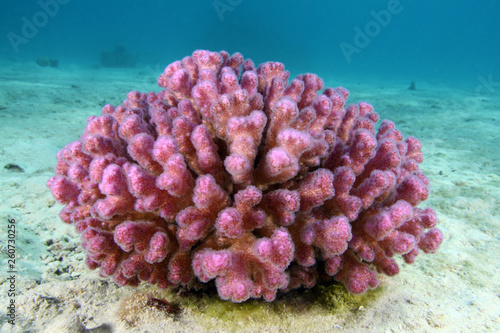 Pocillopora damicornis EG-47 photo