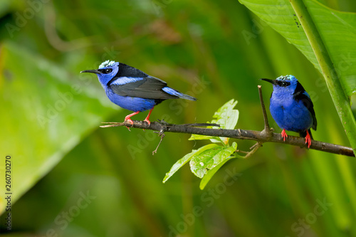 Red-legged honeycreeper (Cyanerpes cyaneus) is a small songbird species in the tanager family (Thraupidae). It is found in the tropical New World from southern Mexico south to Peru © Milan