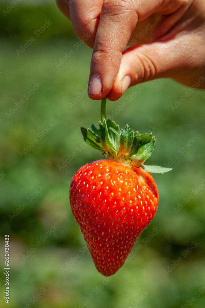 Obraz premium Female hand holding ripe strawberry on blurred background on bright sunny day - closeup