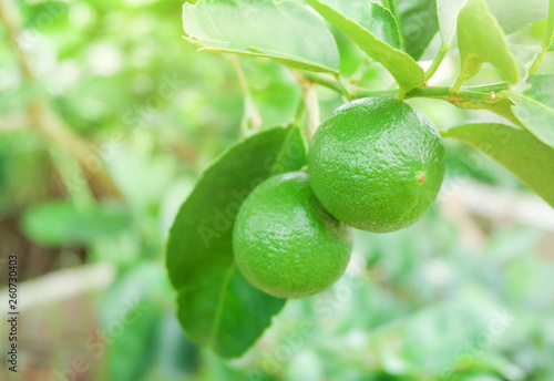 Wallpaper Mural Fresh lime green lemon fruit hang on tree branch in the organic garden Torontodigital.ca