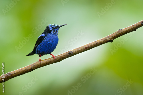 Red-legged honeycreeper (Cyanerpes cyaneus) is a small songbird species in the tanager family (Thraupidae). It is found in the tropical New World from southern Mexico south to Peru