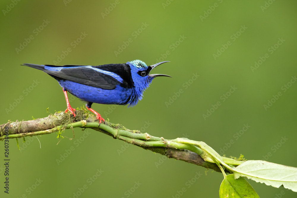 Obraz premium Red-legged honeycreeper (Cyanerpes cyaneus) is a small songbird species in the tanager family (Thraupidae). It is found in the tropical New World from southern Mexico south to Peru
