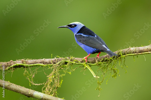 Red-legged honeycreeper (Cyanerpes cyaneus) is a small songbird species in the tanager family (Thraupidae). It is found in the tropical New World from southern Mexico south to Peru