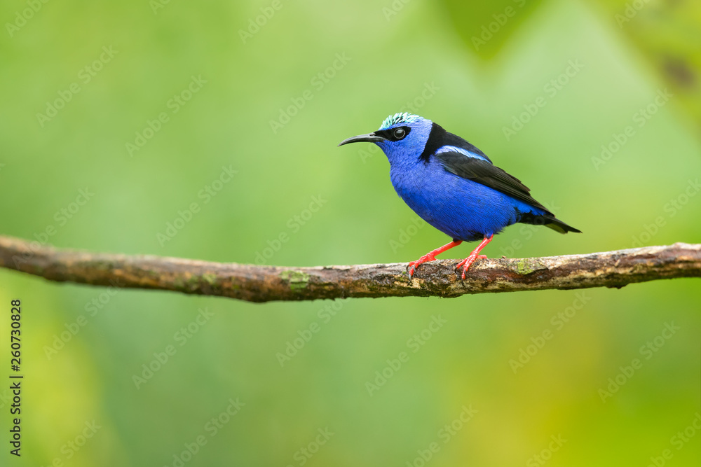 Red-legged honeycreeper (Cyanerpes cyaneus) is a small songbird species in the tanager family (Thraupidae). It is found in the tropical New World from southern Mexico south to Peru Red-legged honeycreeper (Cyanerpes cyaneus) is a small songbird species in the tanager family (Thraupidae). It is found in the tropical New World from southern Mexico south to Peru