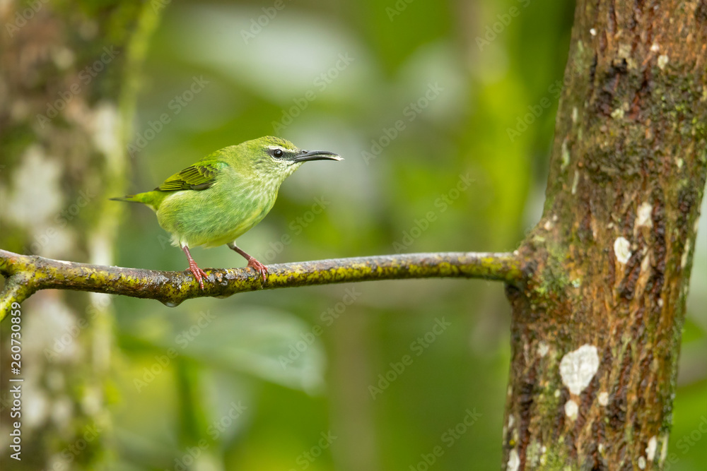 Obraz premium Red-legged honeycreeper (Cyanerpes cyaneus) is a small songbird species in the tanager family (Thraupidae). It is found in the tropical New World from southern Mexico south to Peru